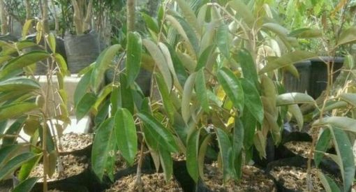 jual bibit buah Bibit Buah Durian Gundul Baru Sab Jakarta Selatan