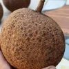 jual bibit buah Bibit Buah Durian Gundul Unggulan Barito Timur