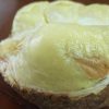 jual bibit buah Bibit Buah Durian Gundul Valid Bergaransi Musi Rawas