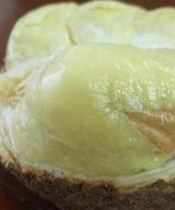 jual bibit buah Bibit Buah Durian Gundul Valid Bergaransi Musi Rawas