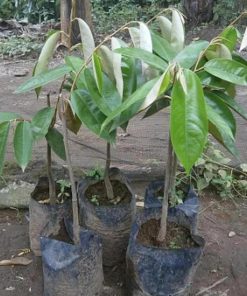 jual bibit buah Bibit Buah Durian Gundul Valid Bergaransi Ngada