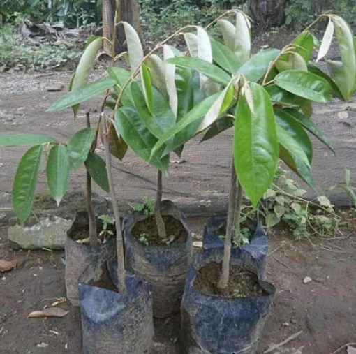 jual bibit buah Bibit Buah Durian Gundul Valid Bergaransi Ngada