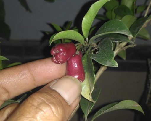 jual bibit buah Bibit Buah Langka Pohon Jambu Lili Pili Mikro Import Rote Ndao