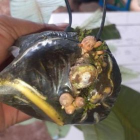 jual bibit buah Bibit Buah Sapote Ready Stock Mamey Magana Gunung Mas