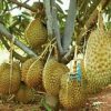 jual bibit buah Bibit Durian Bawor Segera Cek Kaki Tiga Mempawah
