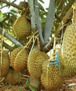 jual bibit buah Bibit Durian Bawor Segera Cek Kaki Tiga Mempawah