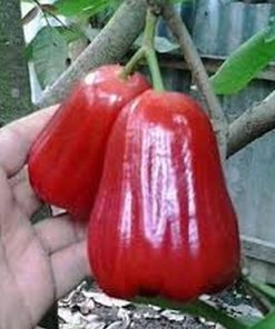 jual bibit buah Bibit Jambu Air Pohon Deli Madu Super Kutai Timur