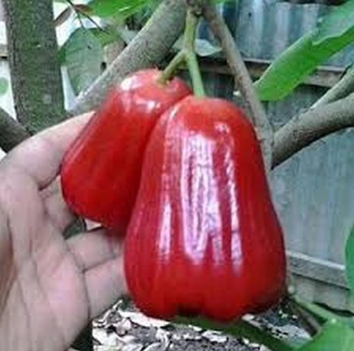 jual bibit buah Bibit Jambu Air Pohon Deli Madu Super Kutai Timur