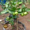 jual bibit buah Bibit Jambu Kristal Tanaman Buah Cangkok Bandar Lampung