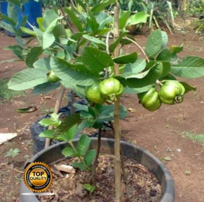 jual bibit buah Bibit Jambu Kristal Tanaman Buah Cangkok Bandar Lampung