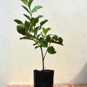 jual bibit buah Bibit Jambu Kristal - Tanaman Buah Unggul Murah Bergaransi Promo Aceh Tamiyang