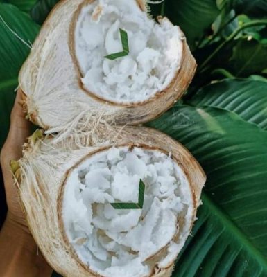 jual bibit buah Bibit Kelapa Genjah Kopyor Kultur Jaringan Unggulan Berkualitas Harga Termurah Lombok Barat