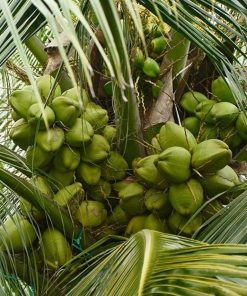 jual bibit buah Bibit Kelapa Hibrida Terlaris Tanaman Buah Unggul, Murah, Bergaransi Cod Bintan