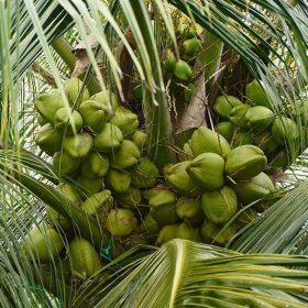 jual bibit buah Bibit Kelapa Hibrida Terlaris Tanaman Buah Unggul, Murah, Bergaransi Cod Bintan
