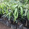 jual bibit buah Bibit Mangga Irwin Terlaris Hasil Okulasi Buru Selatan