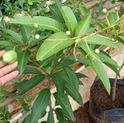 jual bibit buah Bibit Mangga Kiojay Pohon Chokanan Hasil Okulasi Ukuran Besar Ogan Ilir