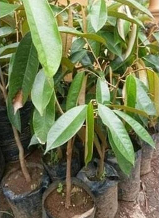 jual bibit buah Bibit Tanaman Buah Durian Gundul Unggul Ecer Tebing Tinggi