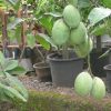 jual bibit mangga harum manis pohon mangga bibit buah mangga harum manis Jambi