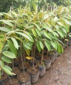 jual bibit pohon Bibit Buah Durian Gundul Asli Subulussalam