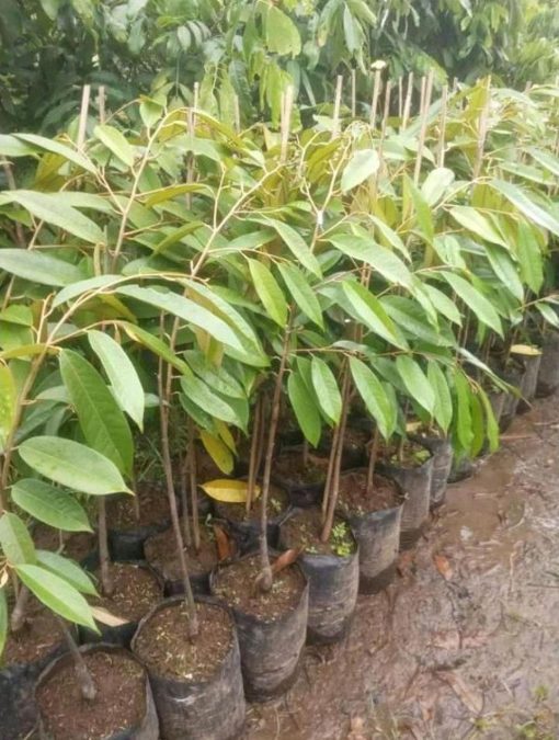 jual bibit pohon Bibit Buah Durian Gundul Asli Subulussalam