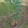 jual bibit pohon Bibit Buah Rambutan Binjai Okulasi Tanjung Pinang