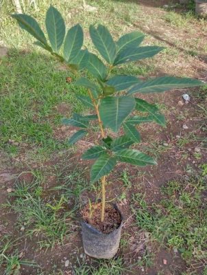 jual bibit pohon Bibit Buah Rambutan Binjai Okulasi Tanjung Pinang