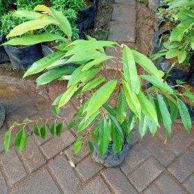 jual bibit pohon Bibit Durian Cangkok Tanaman Pohon Buah Duren Montong Musang King Medan Palu Bawor Bojonegoro