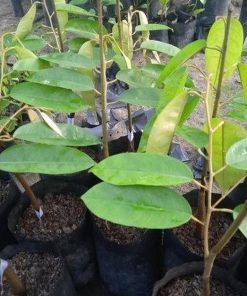 jual bibit pohon Bibit Durian Super Tembaga Bangka Buah Gowa