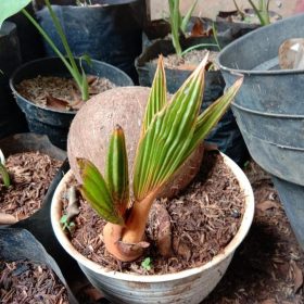 jual bibit pohon Bibit Kelapa Gading Pohon Bahan Kuning Madiun