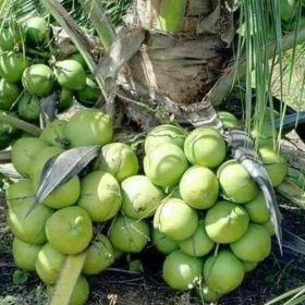 jual bibit pohon Bibit Kelapa Genjah Entok Pling Dicari Tanaman Buah Entog Jakarta Barat