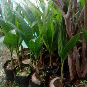 jual bibit pohon Bibit Kelapa Pandan Pakpak Bharat