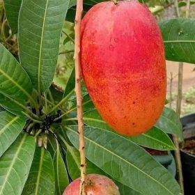 jual bibit pohon Bibit Mangga Miyazaki Tanaman Buah Okulasi Jaminan Asli Lembata