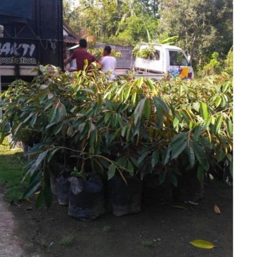 jual bibit pohon Bibit Musang King Grosir Buah Durian Musangking Unggul Dairi