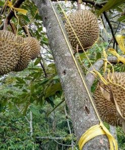 jual bibit pohon Bibit Musang King Grosir Buah Durian Musangking Unggul Langsa