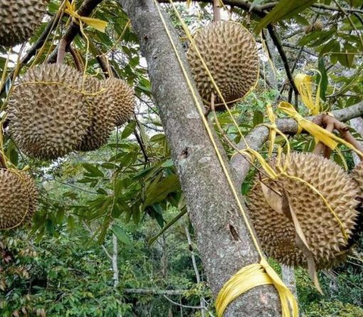 jual bibit pohon Bibit Musang King Grosir Buah Durian Musangking Unggul Langsa