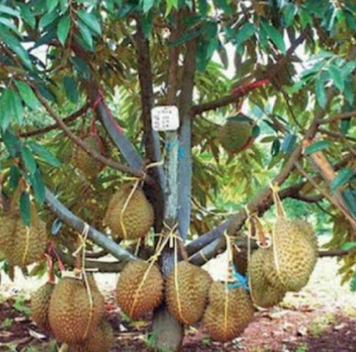 jual bibit pohon Bibit Pohon Durian Montong Hijau Feritas Unggul Banyuwangi