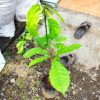 jual bibit tanaman Bibit Buah Duku Buruan Beli Manis Hasil Okulasi Tanpa Biji Qma Mamuju Tengah