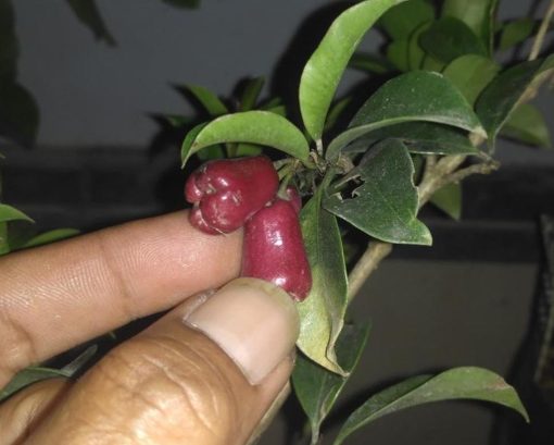 jual bibit tanaman Bibit Buah Langka Pohon Jambu Lili Pili Mikro Import Majene