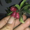 jual bibit tanaman Bibit Buah Langka Pohon Jambu Lili Pili Mikro Import Pamekasan