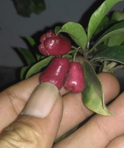 jual bibit tanaman Bibit Buah Langka Pohon Jambu Lili Pili Mikro Import Pamekasan