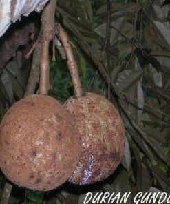 jual bibit tanaman Bibit Buah Unggul Durian Gundul Berkualitas Dan Terjangkau Aceh Tamiyang