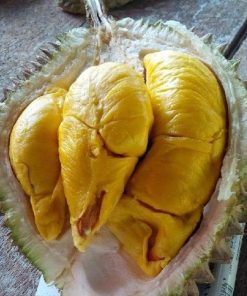 jual bibit tanaman Bibit Durian Unggul Musangking Super UnggulAsli Musang King Malaysia Buton Tengah