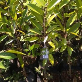 jual bibit tanaman Bibit Durian Unggul Musangking Super UnggulAsli Musang King Malaysia Luwu Utara