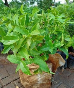jual bibit tanaman Bibit Jambu Air Baru Hasil Cangkok Tanaman Hias Buah Kancing Citra Merah King Rose Dalhari , Lanny Jaya