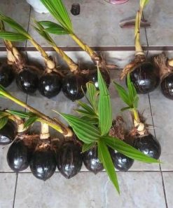 jual bibit tanaman Bibit Kelapa Gading Kirim Langsung Lanny Jaya