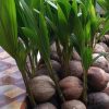 jual bibit tanaman Bibit Kelapa Genjah Terbaru Tanaman Entok Bisa Dibanyar Di Sumba Tengah