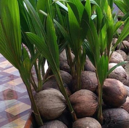 jual bibit tanaman Bibit Kelapa Genjah Terbaru Tanaman Entok Bisa Dibanyar Di Sumba Tengah