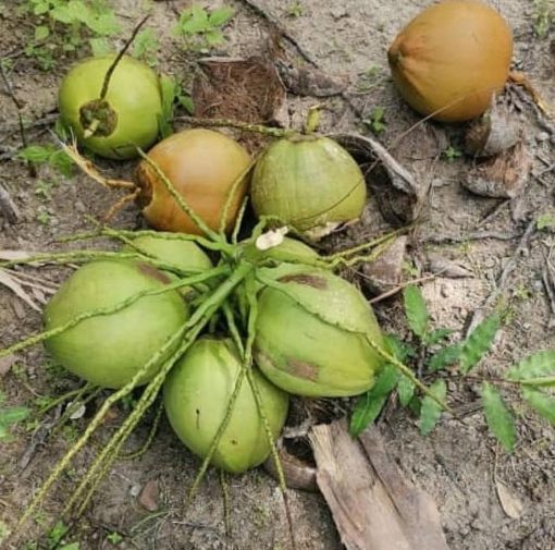 jual bibit tanaman Bibit Kelapa Pandan Aceh Tenggara