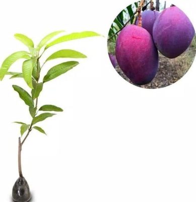 jual bibit tanaman Bibit Mangga Irwin Erwin Ungu Pohon New Lamandau