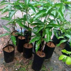 jual bibit tanaman Bibit Mangga Miyazaki Best Seller Nias Barat